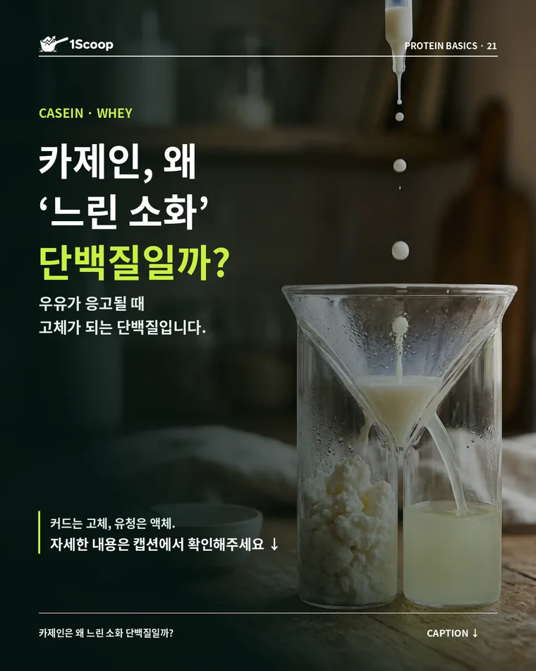 카제인, 왜 느린 소화 단백질일까? 카제인과 유청 차이 카드뉴스 표지